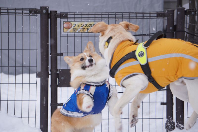 ラブラドールにとびかかるもこすけ