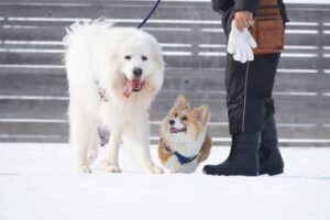 札幌市厚別区 ドッグランアトム