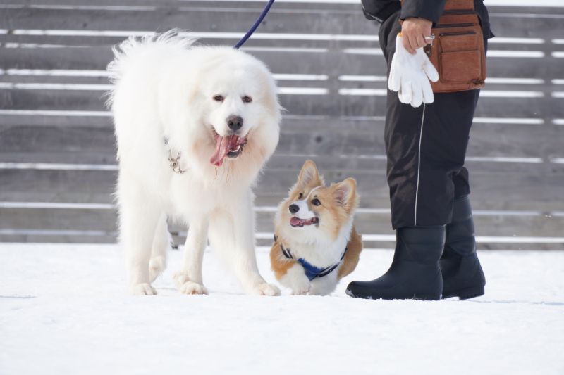 グレートピレニーズに駆け寄るコーギーもこすけ