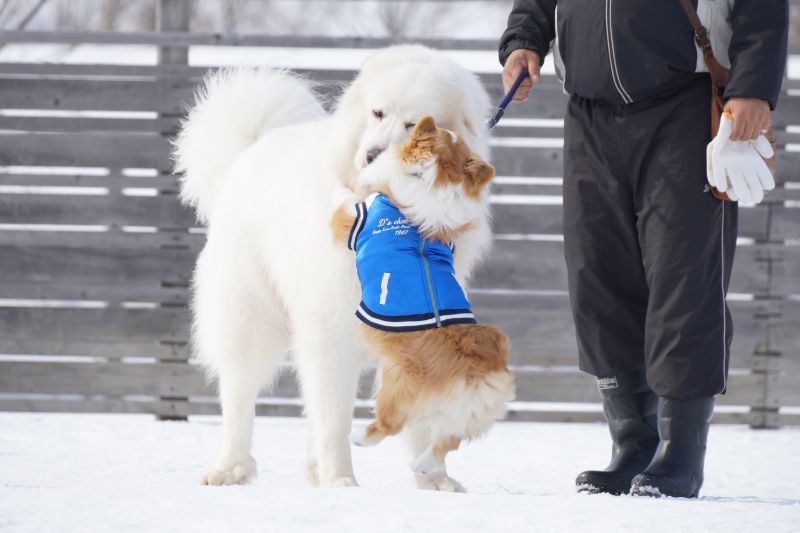 グレートピレニーズに飛び掛かるコーギーもこすけ