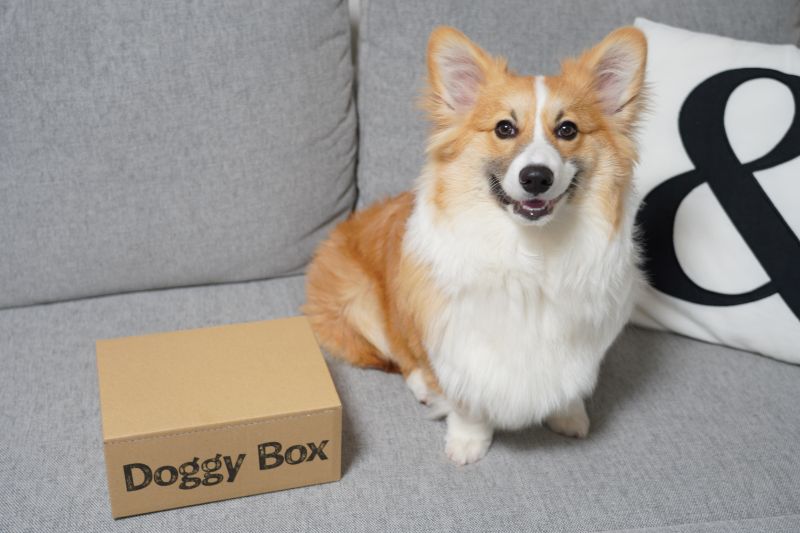 Doggy Box(ドギーボックス)から素敵なプレゼントが届きました