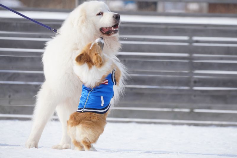 グレートピレニーズが気になるコーギーもこすけ