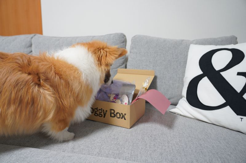 Doggy Box ドギーボックスの中身を確認するコーギー犬もこすけ