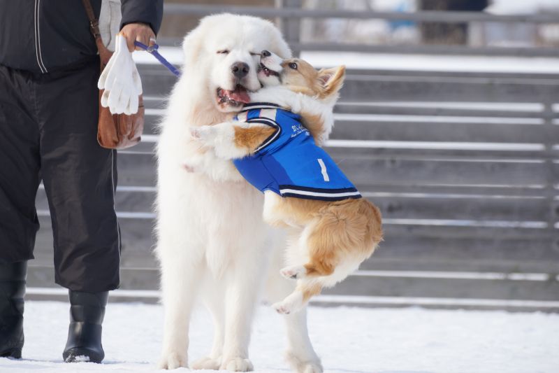 面倒臭そうな顔をするグレートピレニーズ