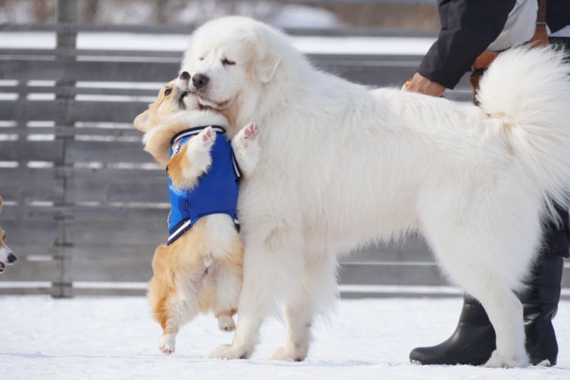 優しい性格のグレートピレニーズ