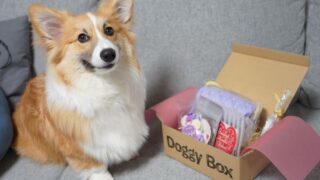 Doggy Box(ドギーボックス)から素敵なプレゼントが届きました