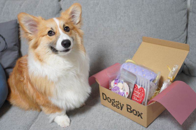 Doggy Box(ドギーボックス)から素敵なプレゼントが届きました♪｜もこすけ日和｜コーギー犬の成長日記ブログ