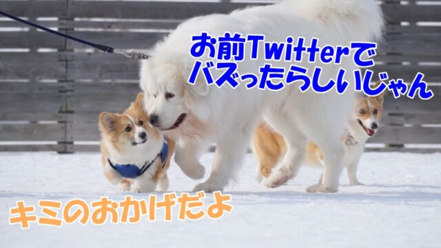 もこすけのツイートがTwitterトレンドランキングで5位になりました