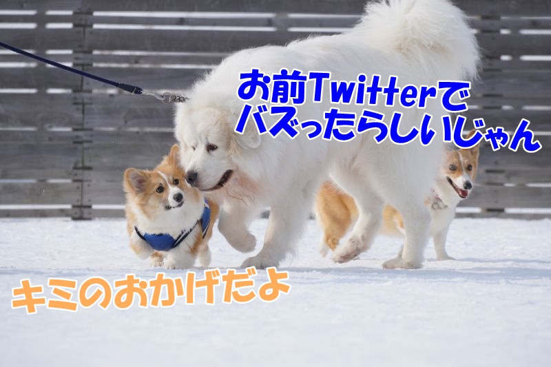 もこすけのツイートがTwitterトレンドランキングで5位になりました