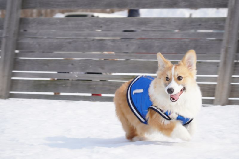 コーギー犬もこすけ