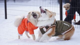 かわいいポメラニアンとお友達になりました【バナスク】