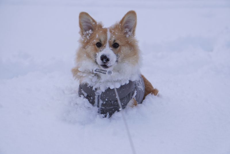 雪の中のコーギーもこすけ