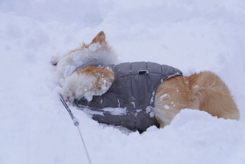 雪とじゃれるもこすけ