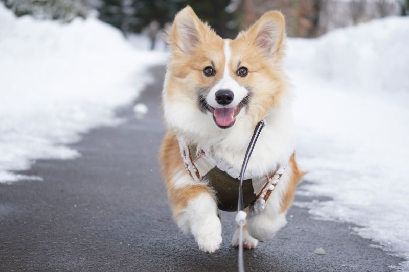 札幌市北区 百合が原公園を愛犬とお散歩してきました