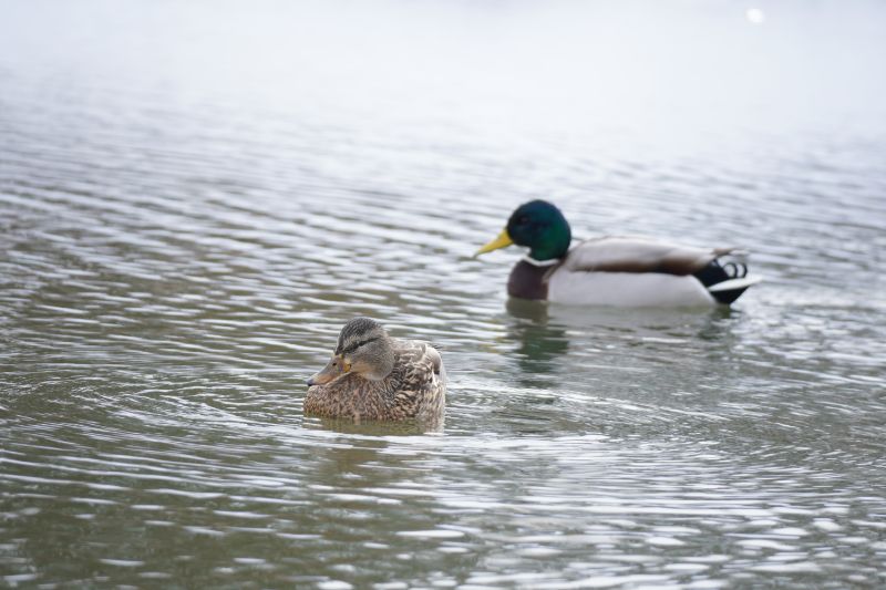 百合が原公園の池に泳ぐカモの親子