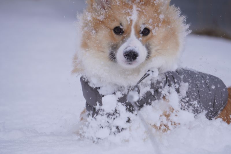 雪玉だらけのコーギーもこすけ