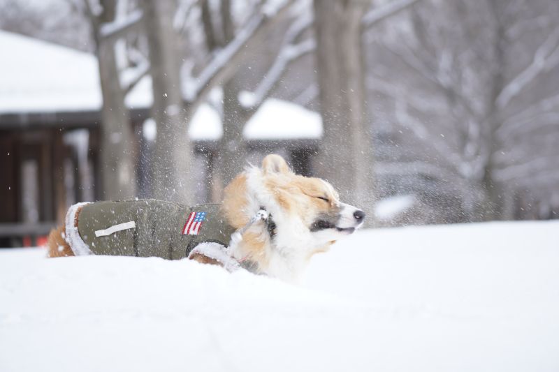 雪の中で身震いするコーギー犬もこすけ