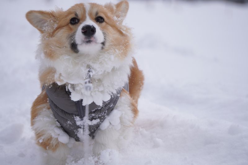 首と足とお腹に大量の大きな雪玉