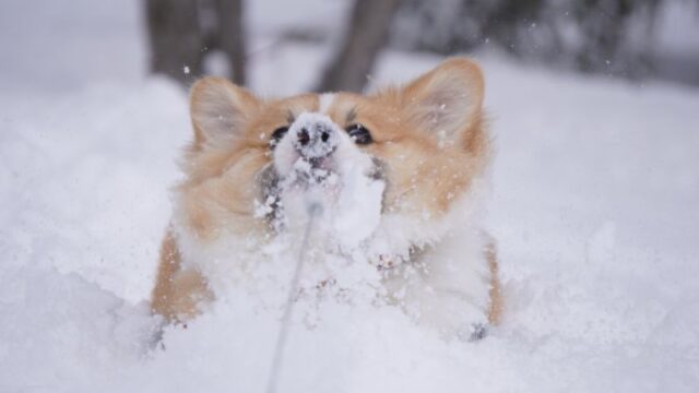 遊びたいコーギー vs 雪玉を取りたい飼い主