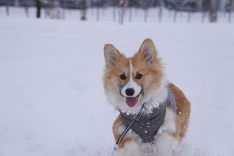 雪が大好きなコーギーもこすけ