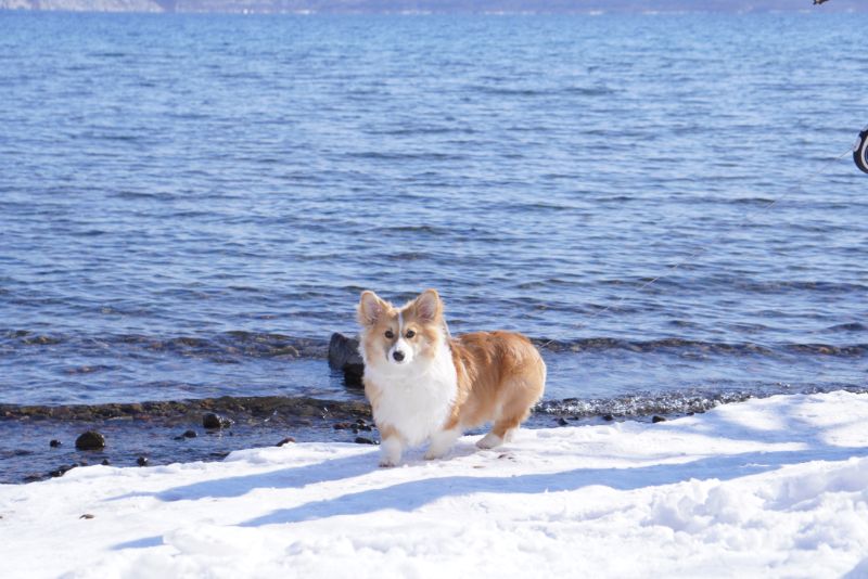 支笏湖とコーギー犬もこすけ