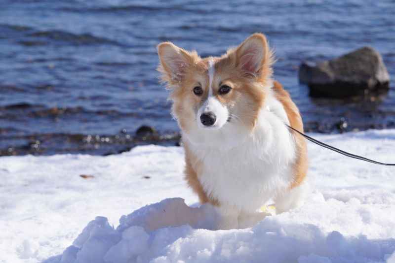 支笏湖を背景に愛犬の記念撮影