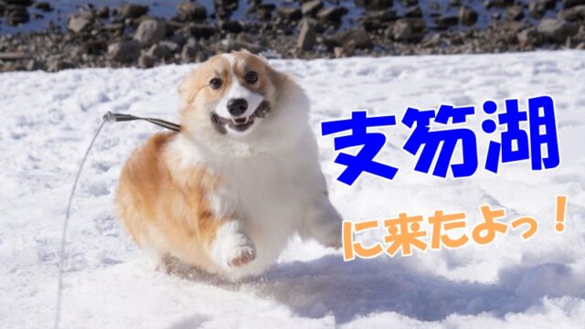 支笏湖のお散歩を満喫！湖を横目に愛犬と楽しめる絶景スポットです