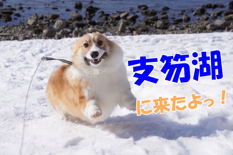 支笏湖のお散歩を満喫！湖を横目に愛犬と楽しめる絶景スポットです