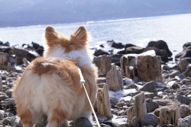 支笏湖とコーギー犬のお尻