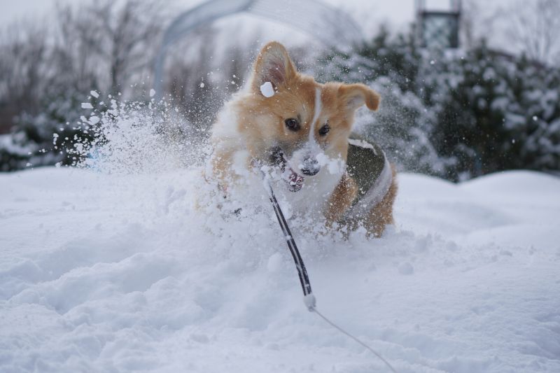 雪遊びするコーギー犬もこすけ