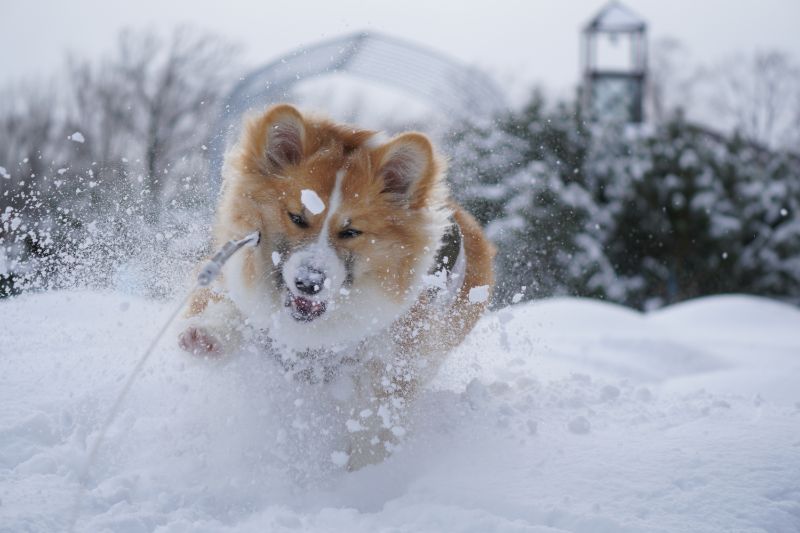 雪をかき分けて遊ぶコーギー