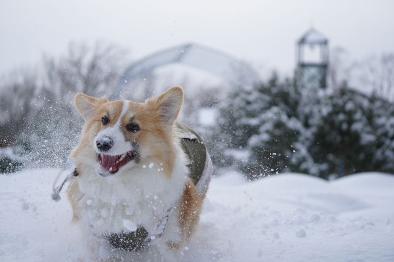 雪の中でダッシュするもこすけ