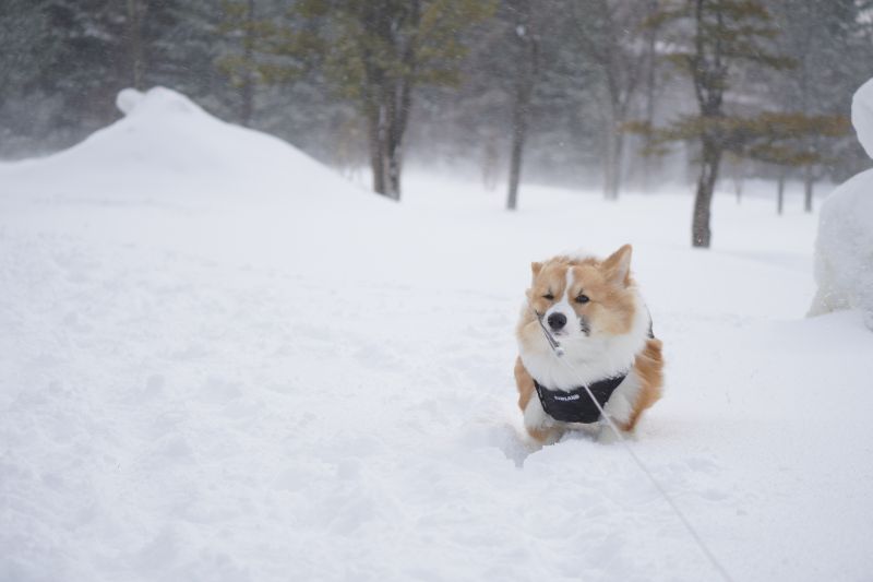 吹雪に耐えるコーギー犬もこすけ