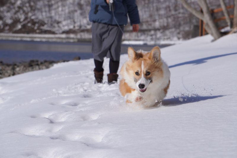 支笏湖の近くをダッシュするコーギー犬もこすけ