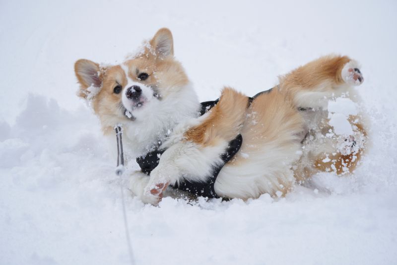 雪の中で寝転ぶコーギーもこすけ