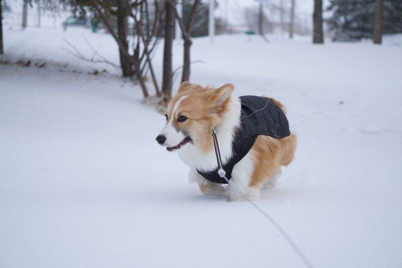 雪の中を走るのが大好きなもこすけ