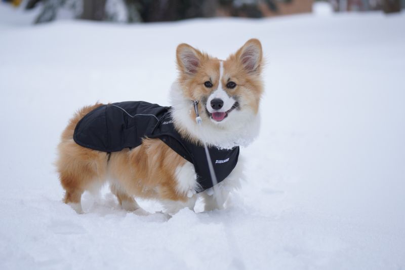 雪の中でこちらを見つめるコーギー犬もこすけ