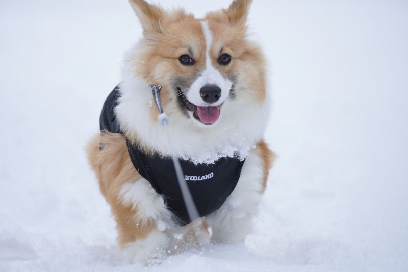 コーギー犬もこすけ