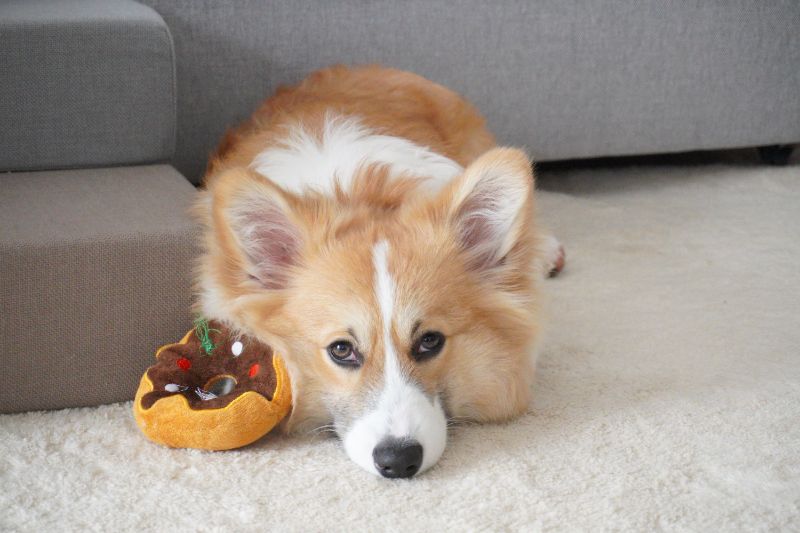 コーギー犬もこすけの暇な顔