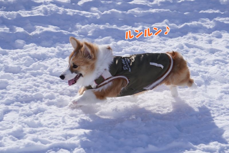 ドッグランを走り回るコーギー犬もこすけ