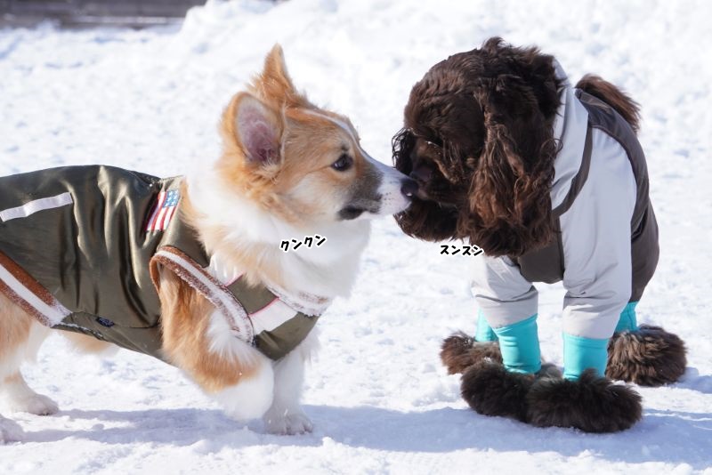 他の犬とご挨拶するもこすけ