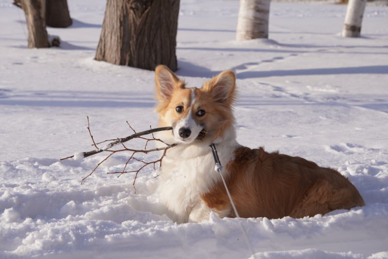 札幌市南区 真駒内公園のコーギー犬もこすけ