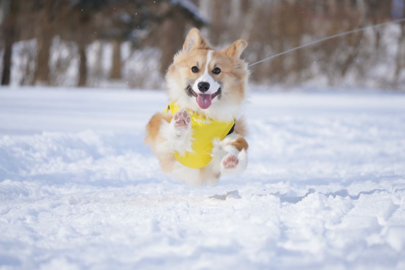 公園を走り回るコーギー犬もこすけ