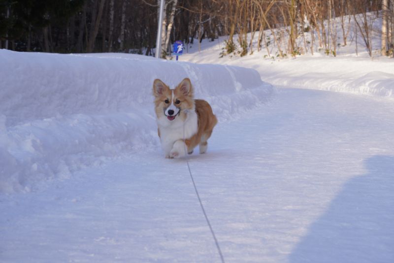 真駒内公園は愛犬との散歩に人気のスポット