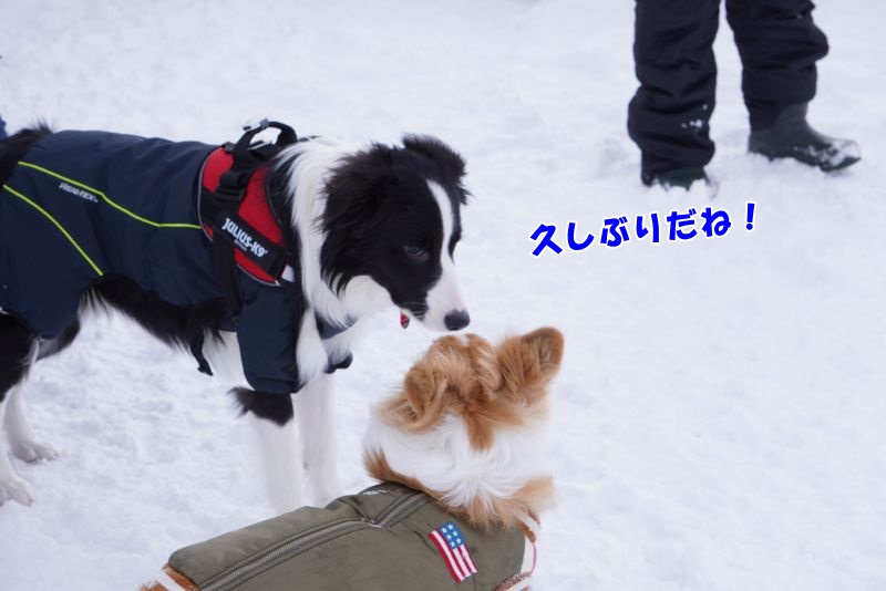 ボーダーコリーナツ君と久しぶりの再会