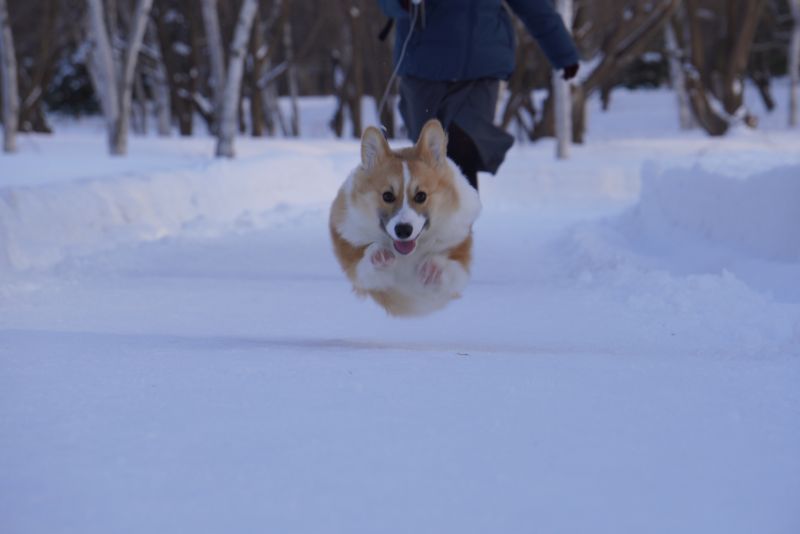 真駒内公園でダッシュするコーギー犬もこすけ