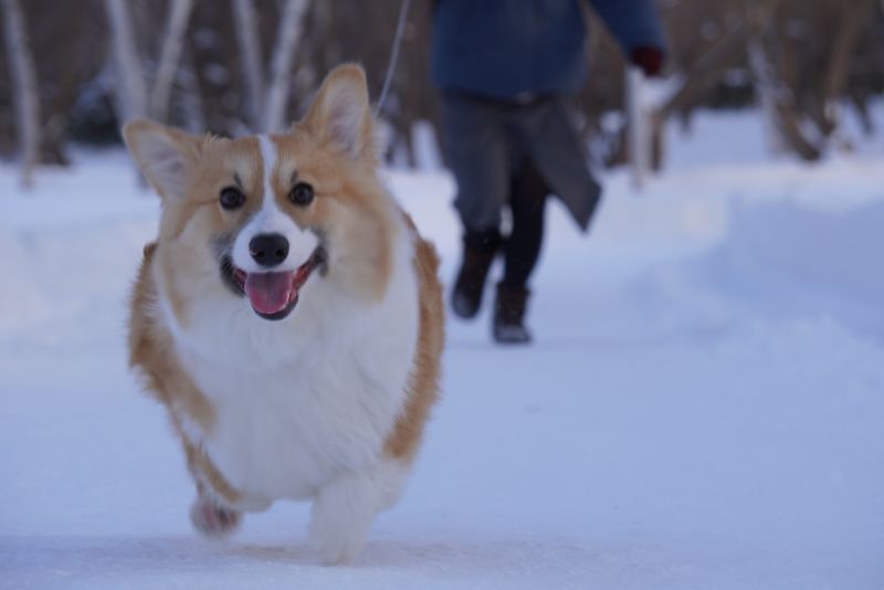 真駒内公園を走れてうれしそうなコーギー犬