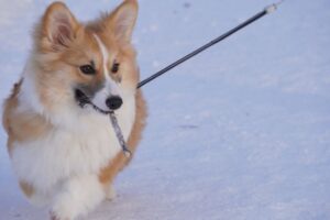 札幌市南区 真駒内公園 愛犬との散歩に人気