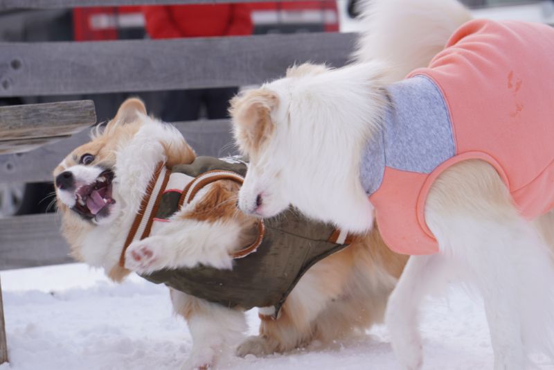 ボーダーコリーに追いつめられるコーギー犬もこすけ