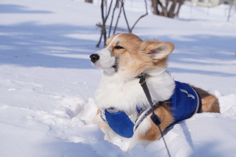 心地よい北風に吹かれるもこすけ